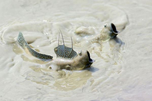 Зоологи выяснили, что рыбам пришлось научиться моргать, чтобы выйти на сушу 